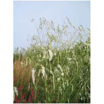 Sanguisorba tenuifolia Alba- brūnvālīte
