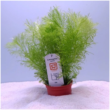 Limnophila aquatica (Tropica)