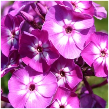 Floksis, skarainais "Uspech" /phlox/ - C1 kont