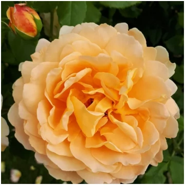 Dzeltena - dobes floribundroze - vidēji smaržīga r