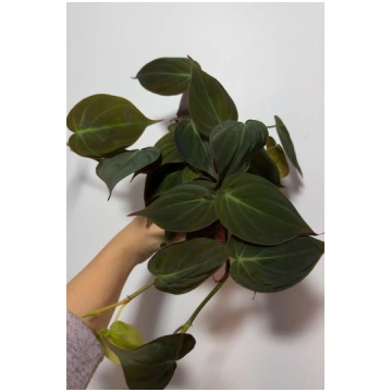 Philodendron Micans Augi-Plants