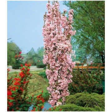 Sakura "Amanogawa" 120-140 cm