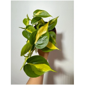Philodendron Scandens Brasil Augi-Plants