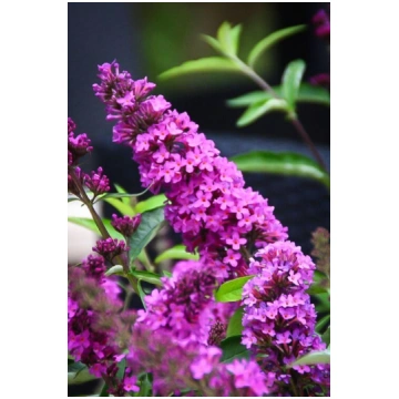 Buddleia davidii 'Tutti Fruitti' Dāvida 