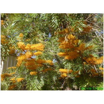 Grevillea robusta-Albero del fuoco Donnadipiante -