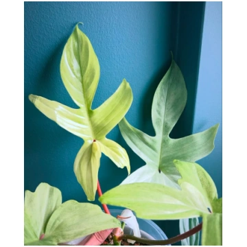 Philodendron FLORIDA GHOST Augi-Plants