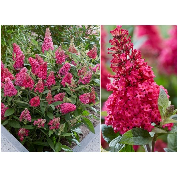 Buddleia davidii - Dāvida Budleja