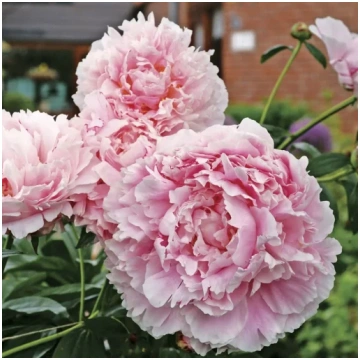 Peonija “Sarah Bernhardt”