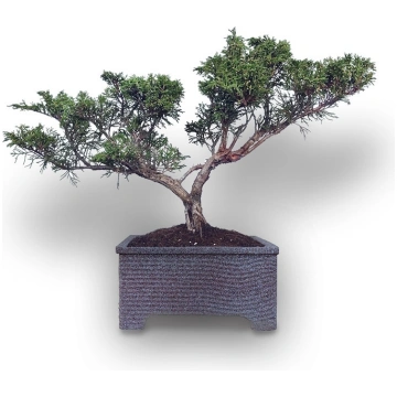 Juniper bonsai soil, Ref.2906