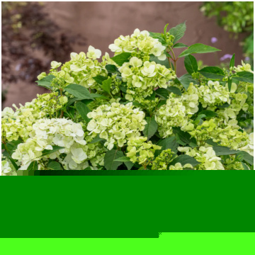 cascade hydrangea