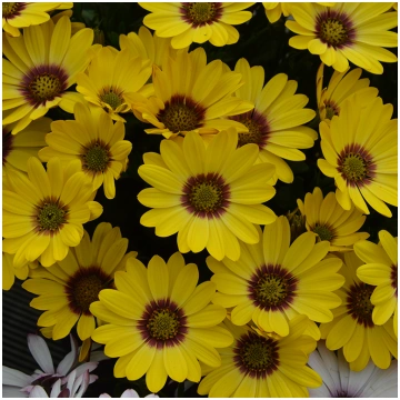 OSTEOSPERMUM SUMMERSMILE Yellow Punch