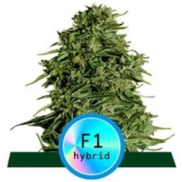 Royal Queen Seeds - F1 Hybrids - Cosmos Cbd F1 Aut