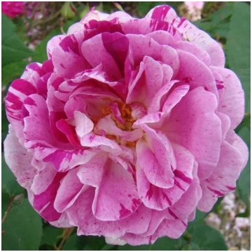 Rozā - violeta - vēsturiskā - burbona roze - inten