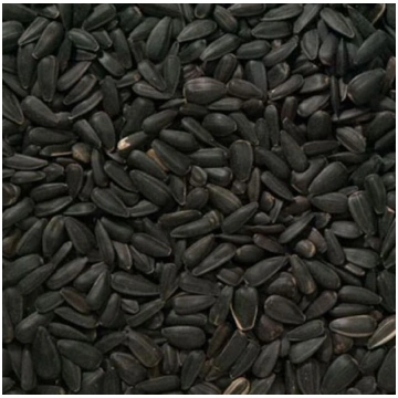 Saulespuķu sēklas (melnās) 5kg, Garšaugi, Dārzeņu 