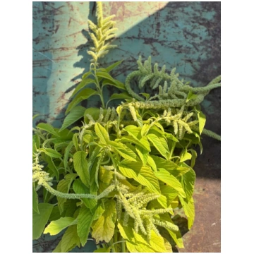 Amaranthus caudatus Viridis | Amaranta sēklas