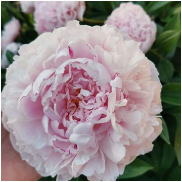 Peonija `Sarah Bernhardt` Paeonia Lactiflora `Sara