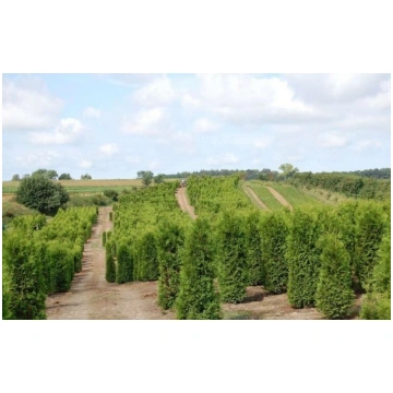 Thuja Brabant 100-120CM | Cena no 7 | Salidzini.lv