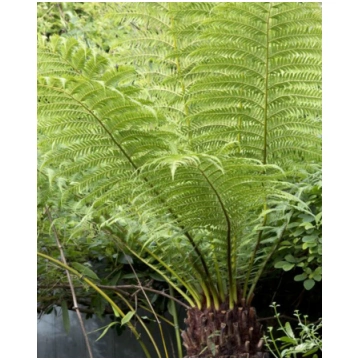 Dicksonia antarctica | A.M. ozoli