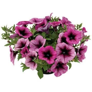 Košā Lielziedu petūnija - Veranda Orchid 2023 (Nok