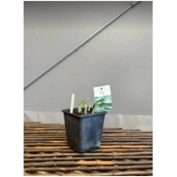 HOSTA ELEGANS PUKU LAUKI