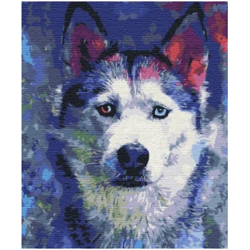 Glezna pēc numuriem Paint it! Husky Look, daudzkrā