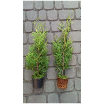 THUJA BRABANT 40-60CM 3-5L TOPF 75EURO/10STUCK VER
