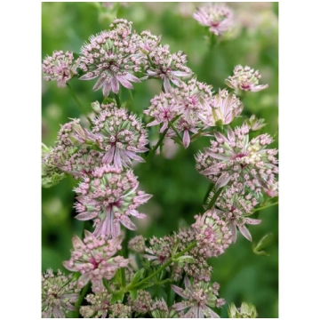 Astrantia major 'Florence'®, P13 Lielā z