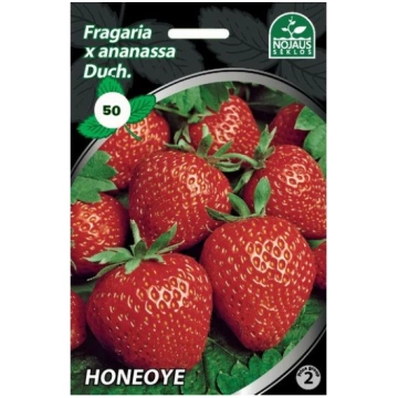 50 gab. HONEOYE frigo Zemeņu stādi