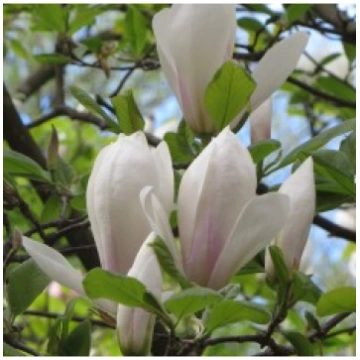 SULANŽA MAGNOLIJA ALBA SUPERBA 5 L KITI UŽSIENIO