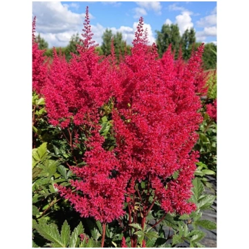 Astilbe japonica 'Montgomery', P13 Japān