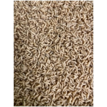 Mušu kāpuri 500gr