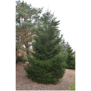 Austrumu egle (picea orientalis)