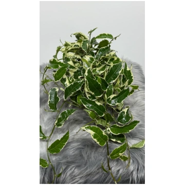 Ficus Sagittata Variegata augi-plants
