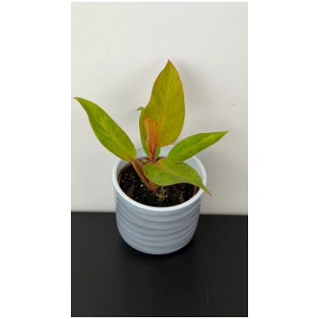 Philodendron Orange Marmalade Augi-Plants