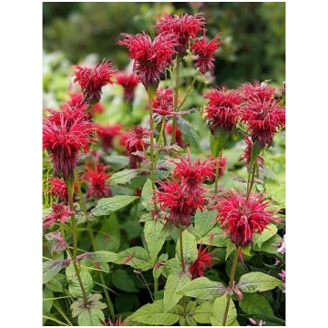 Monarda 'Gardenview Scarlet', P13 Monard