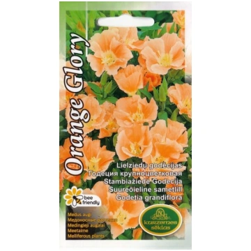 Godēcijas orange glory Kurzemes sēklas