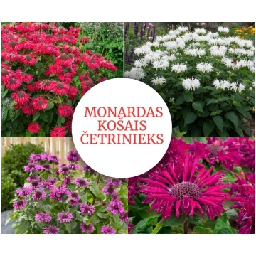 Monardas "Košais četrinieks" - 4 stādi ar iekļautu