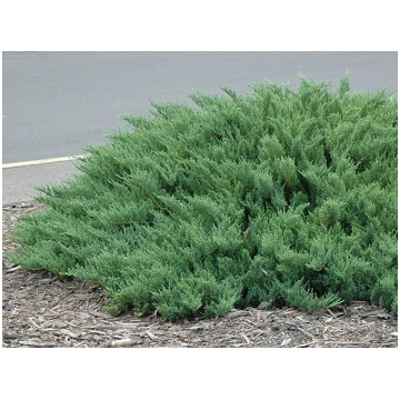 Juniperus sabina Tamariscifolia-Juniperus tamarisc