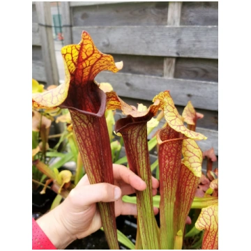 SX22a Sarracenia x "Doom" - M