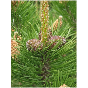 Pinus mugo var. mughus Kalna priede Stādaudzētava 