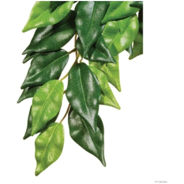 JUNGLE PLANTS - FICUS/MEDIUM Italian Cresties Shop