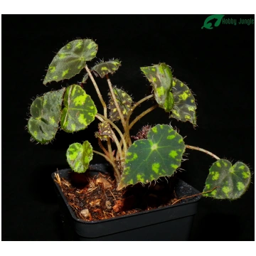 Begonia bowerae "tiger" Hobby Jungle