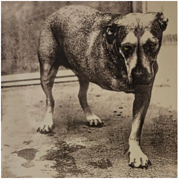 Lietots - Vinyl (LP) Alice In Chains – Alice In Ch