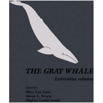 Gray Whale: Eschrichtius Robustus