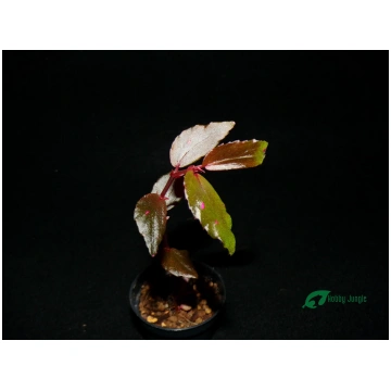 Begonia Julau 2 (RARA) Hobby Jungle