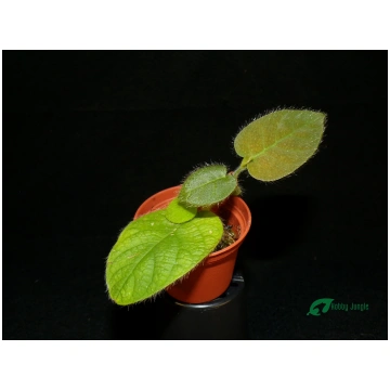 Ficus villosa Hobby Jungle