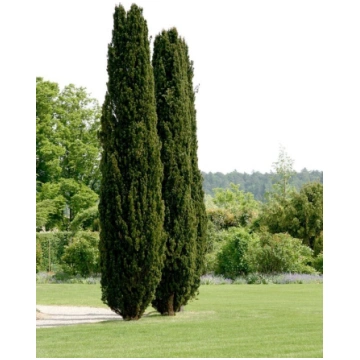 Taxus baccata 'Fastigiata Robusta' Paras
