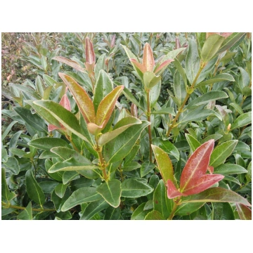 Viburnum odoratissimum Coppertop Donnadipiante - V