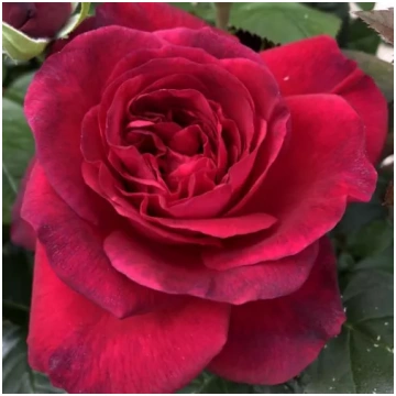 Sarkana - nostalģiskā roze - intensīvi smaržīga ro