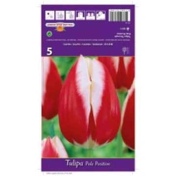 TULPES POLE POSITION ST-STOTELIŲ LINIJA-RUDUO